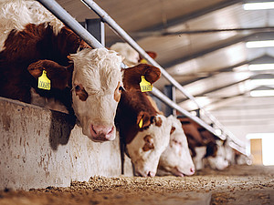 In einem großen, hellen Laufstall: mehrere Kühe beim Fressen. 