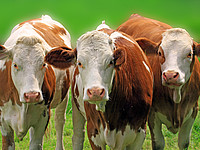 Milchviehhalter in Bayern – Rückgang um weitere 4,3 Prozent