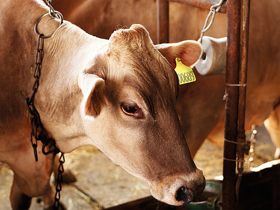 Eine Milchkuh senkt ihren Kopf über einen Futtertrog im Stall. 