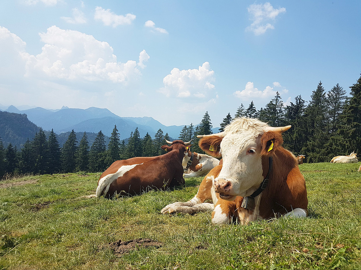 Österreich Milchpreise ziehen weiter an