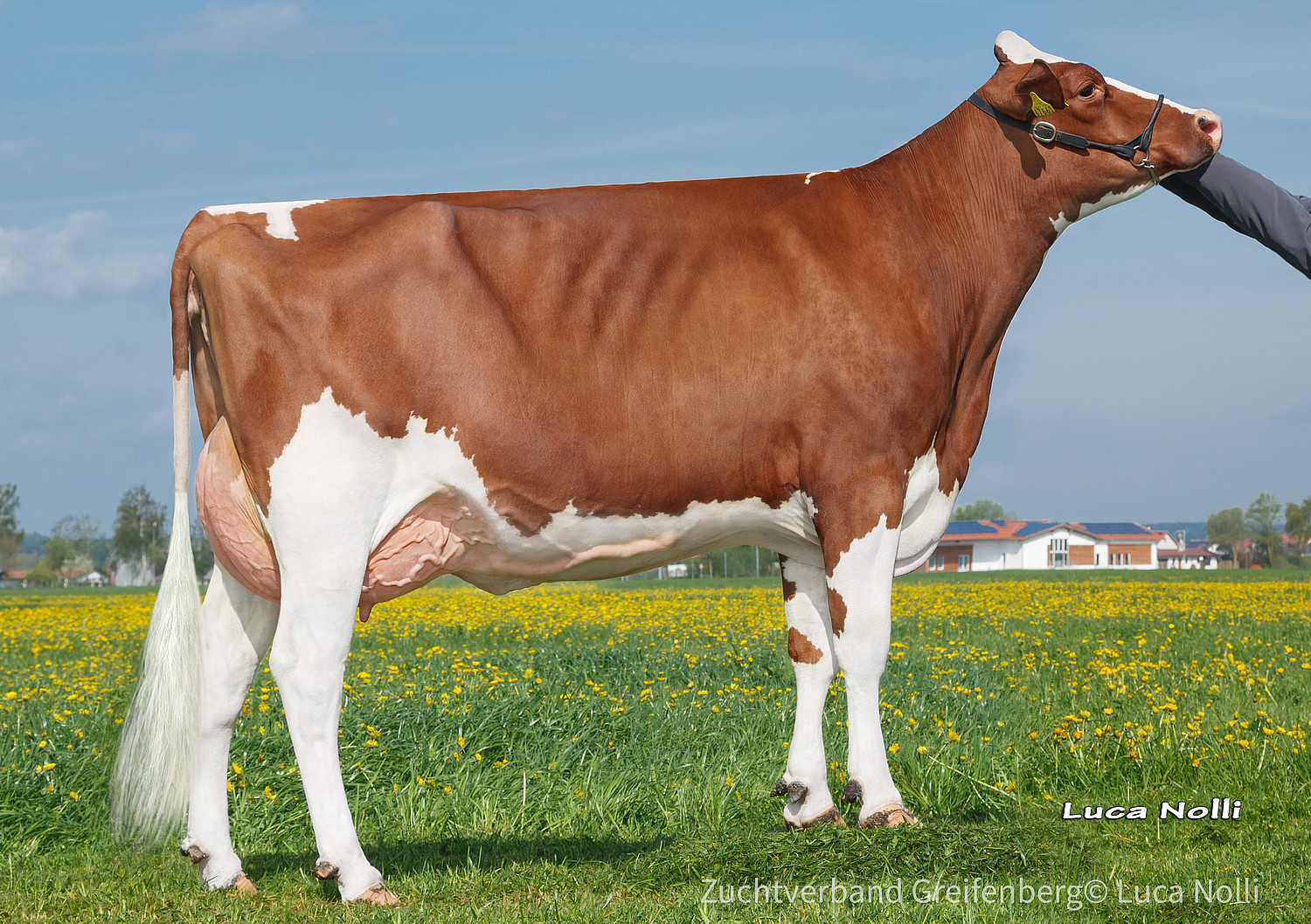 Deutsches Holsteins 