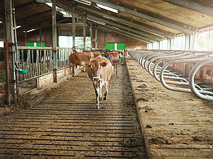 Eine Kuh geht durch einen fast leeren Stall auf die Kamera zu. 