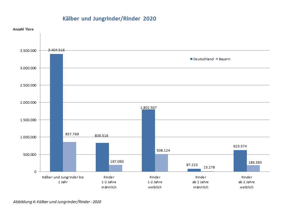 Entwicklung Kälber und Jungrinder