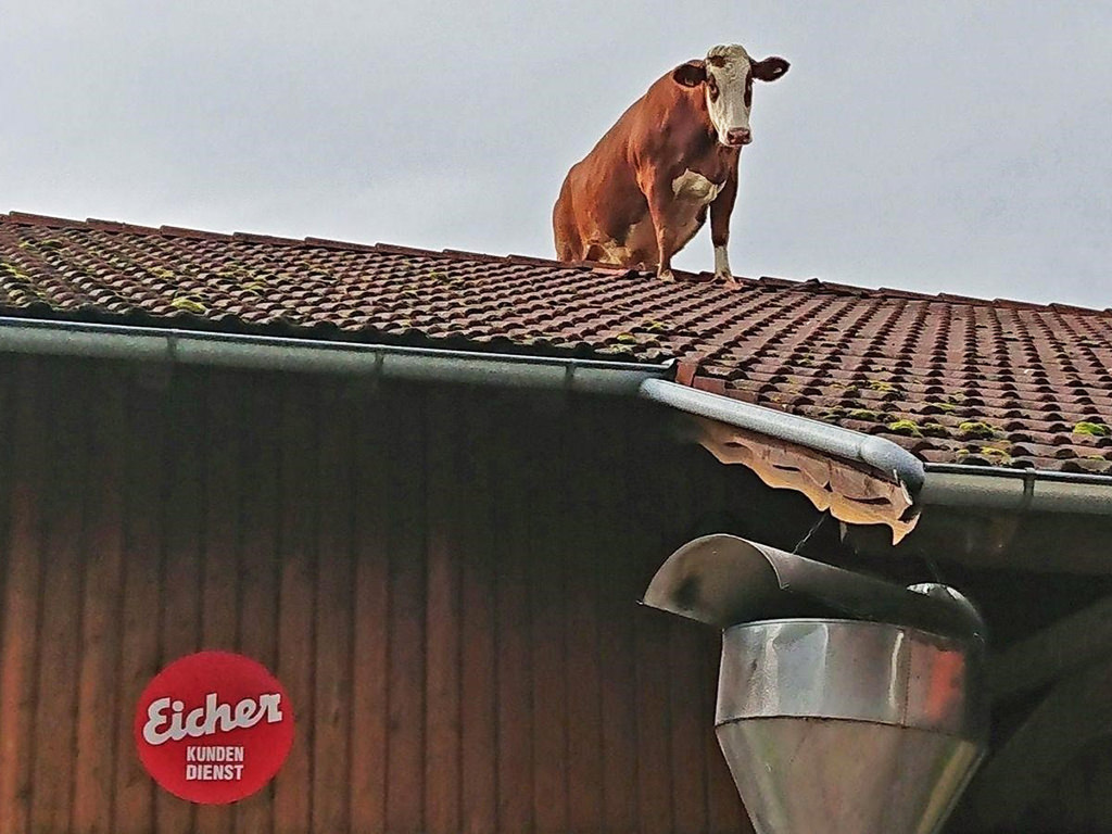  kuh-steigt-milchkoenigin-aufs-dach