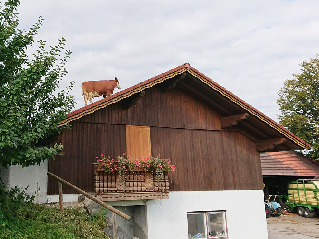 Kuh-auf-dem-Dach