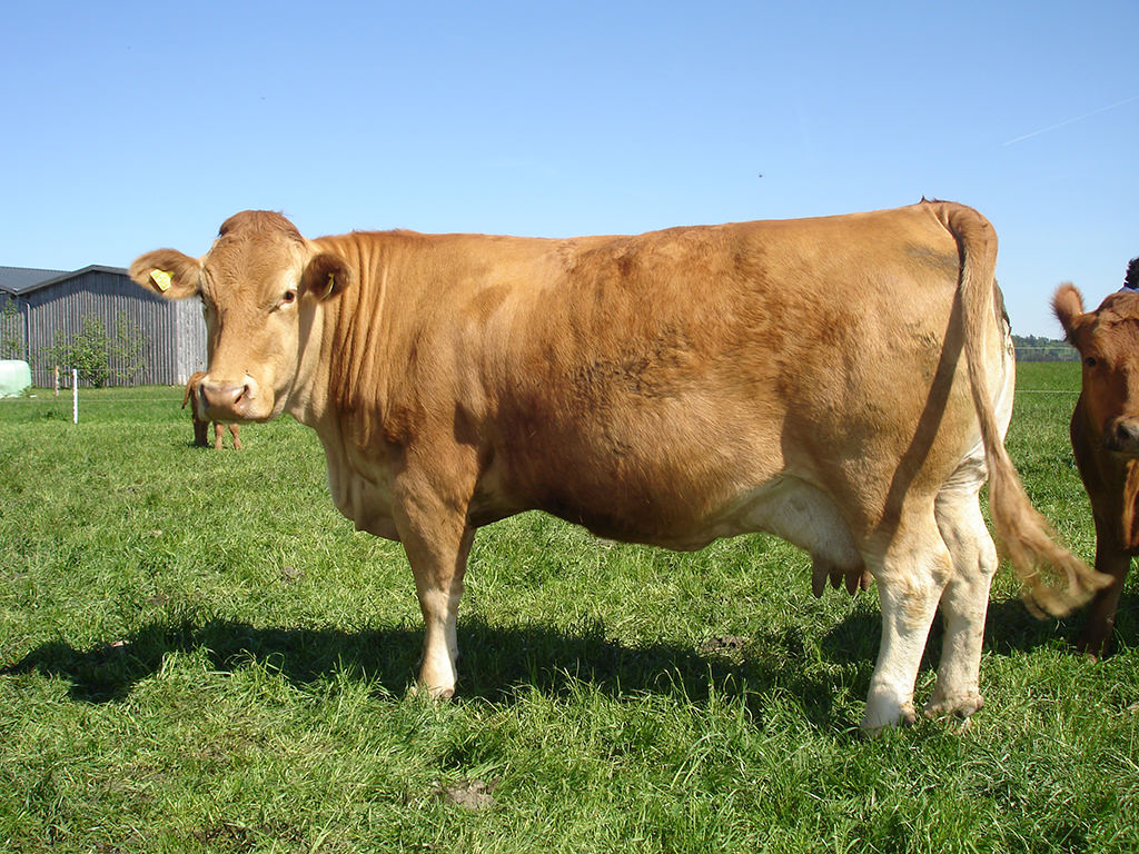 lidl-milch-ein-gutes-stueck-gelbvieh