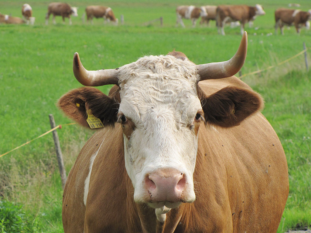 Ohne Milch nach Hollywood?