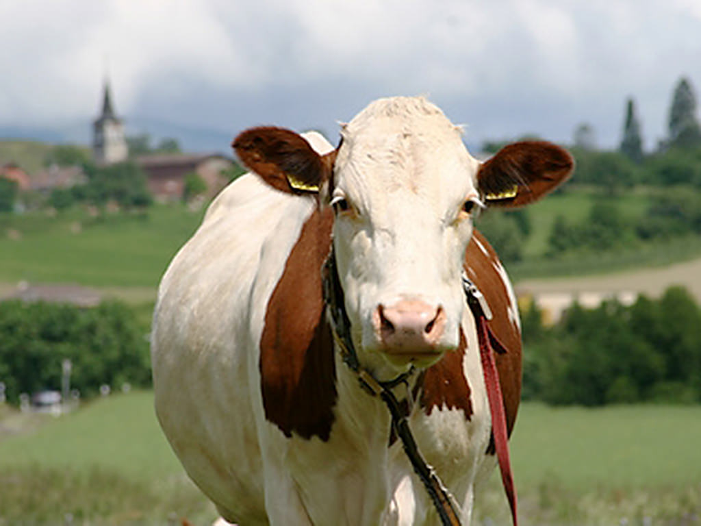 Landwirtschaftszählung: Weitere Details zur Rinderhaltung in Bayern