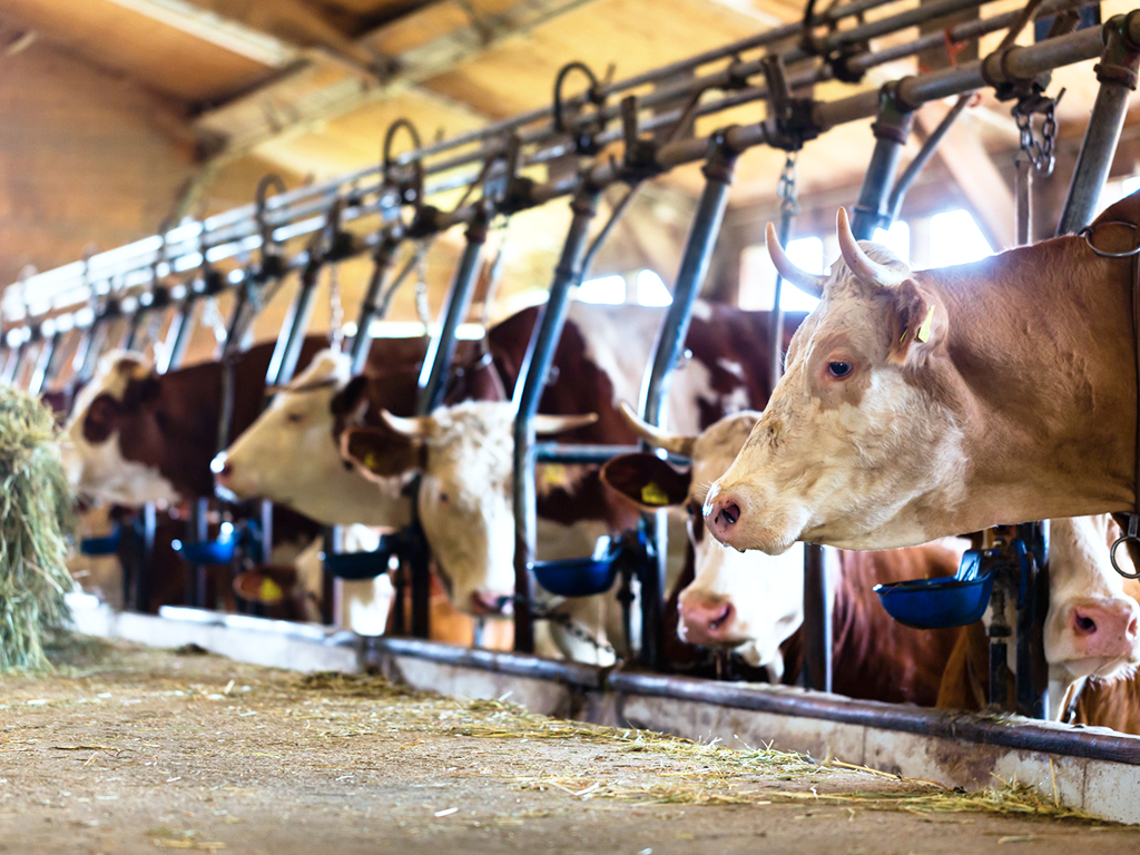 LKV Bayern bietet Unterstützung für die bayerischen Rinderhalter
