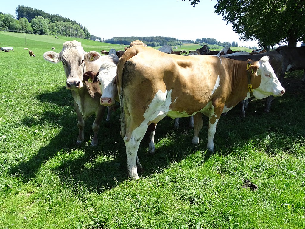 Landwirtschaftszählung 2020: Mehr Laufstallhaltung, weniger Anbindeplätze