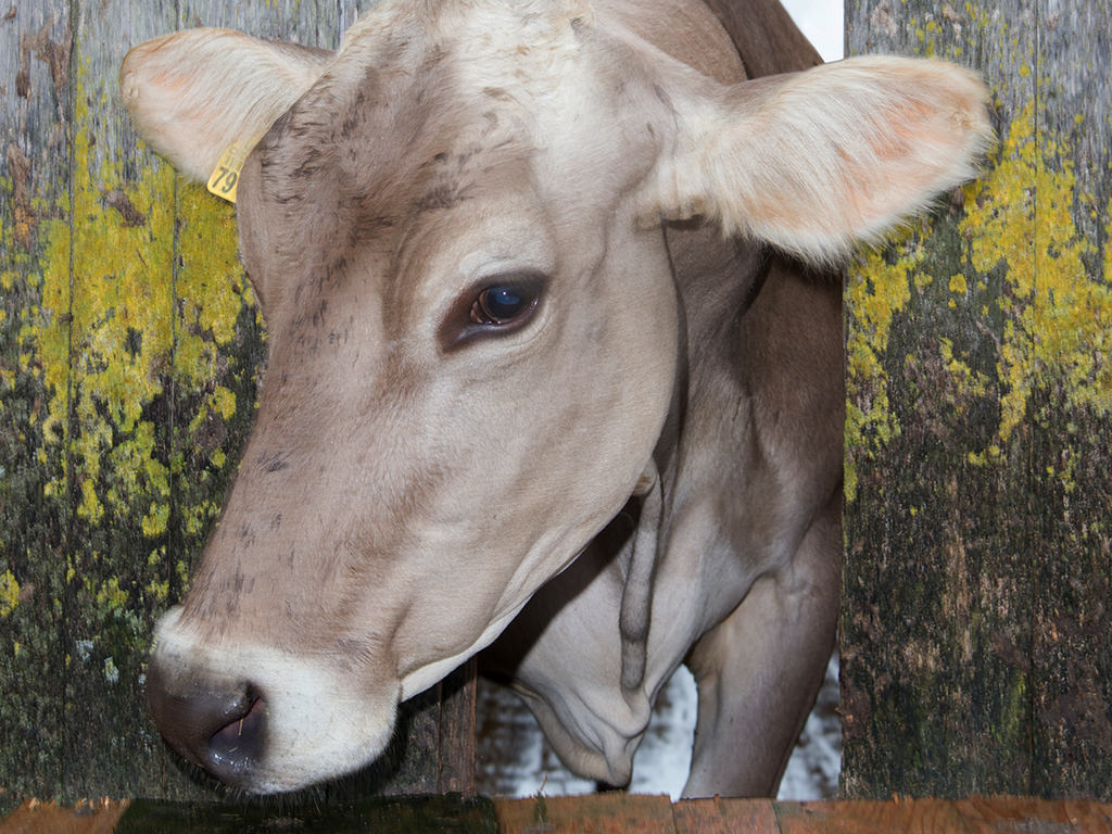 Anbindehaltung und Co.: PETA fördert das "Weihnachtsgeschäft"